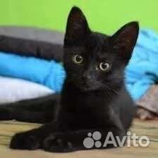 Котенок отдам в добрые руки