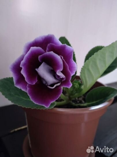 Глоксиния махровая