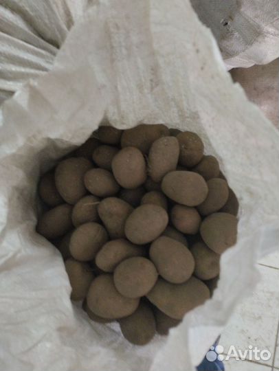 Картофель