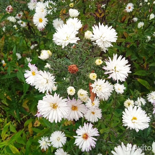 Многолетние цветы и растения