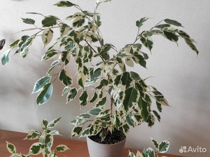 Фикус бенджамина пестролистный