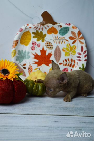 Редкие малыши чишки