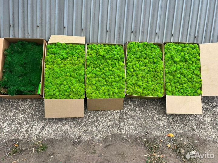 Стабилизированный мох