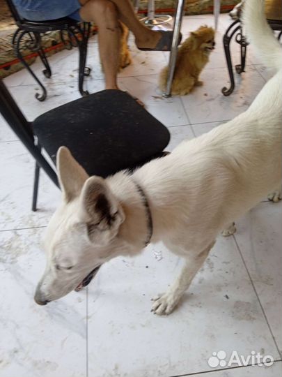 Щенки 3 девочки