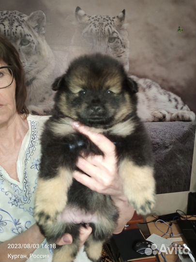 Кеесхонд вольфшпиц