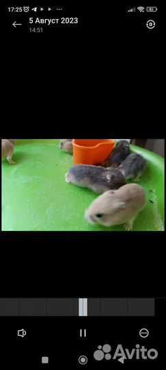 Хомяки джунгарики