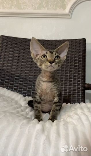 Девон-рекс котенок мальчик