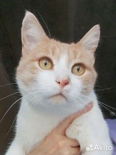 Котик ищет дом