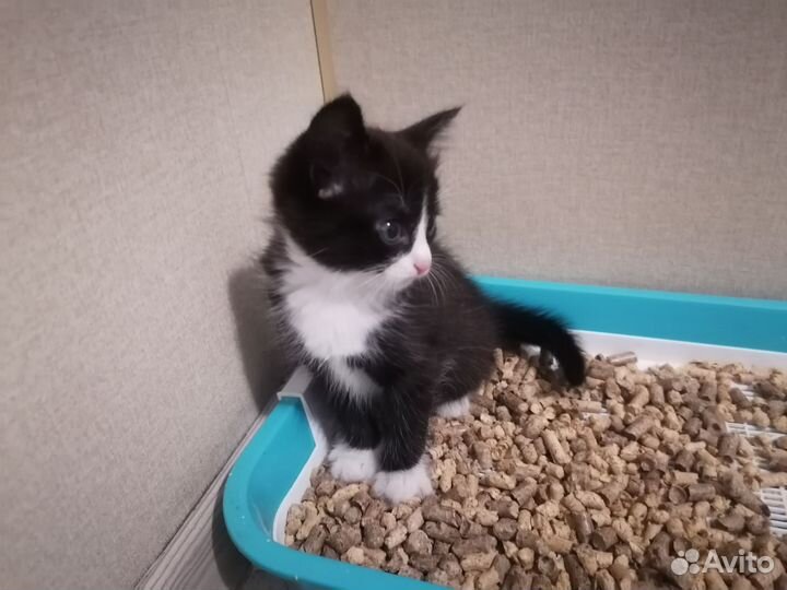 Котенок девочка