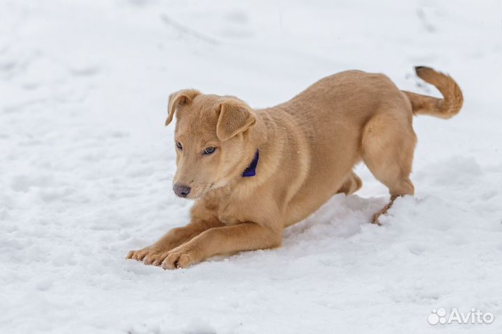 Щенок в добрые руки