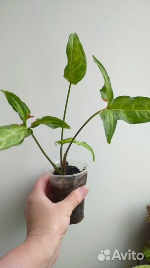 Сингониум, эпипремнум