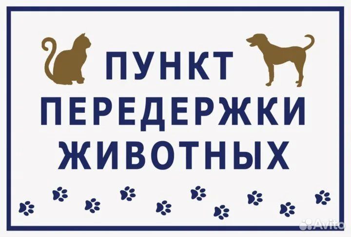 Картинки домашняя передержка животных. Что такое передержка животных. Передержка животных. Передержка домашних животных. Передержка собак в москве.