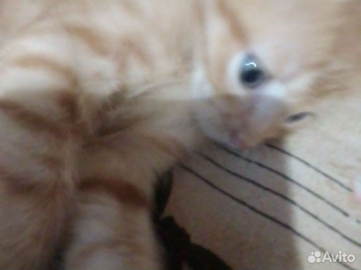 Продам котенка