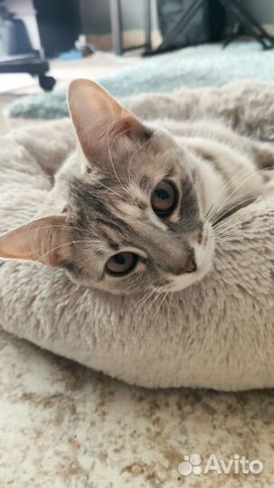 Метис Шотландки и Бенгала