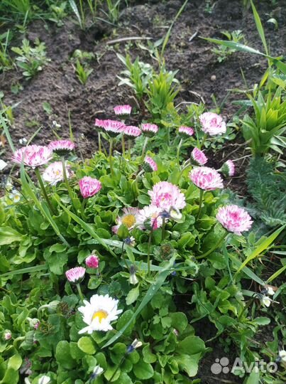 Многолетники для сада цветы