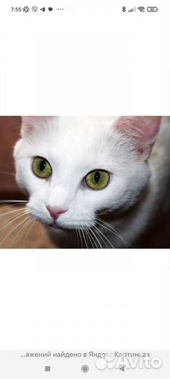 Котята као мани