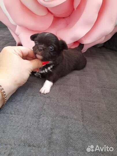 Чихуашечки