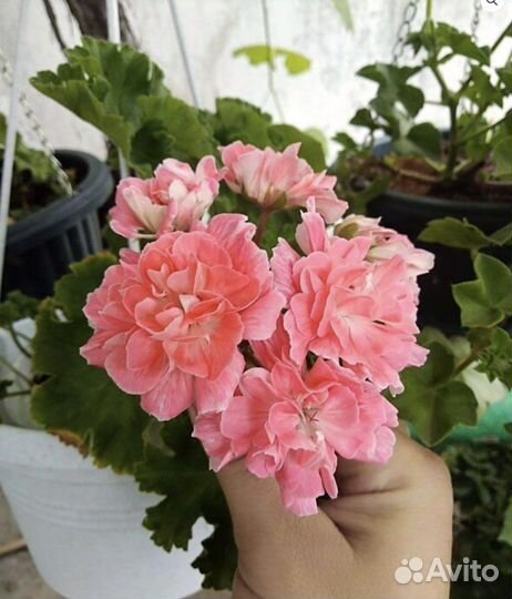 Пеларгония Lara Mandarin