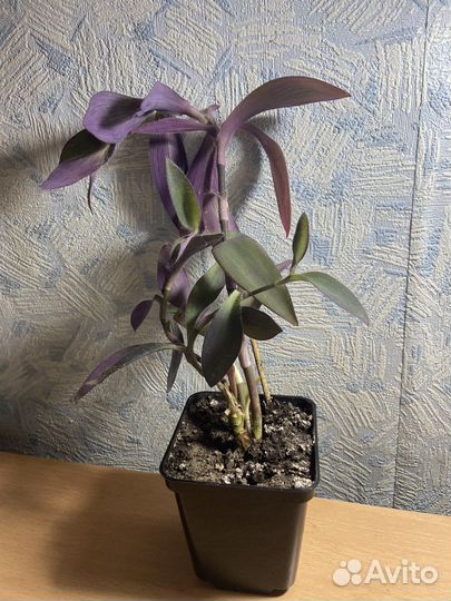 Сеткреазия