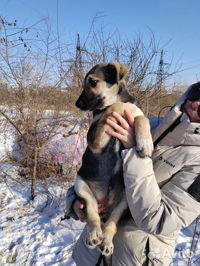 Умная девочка в поисках семьи