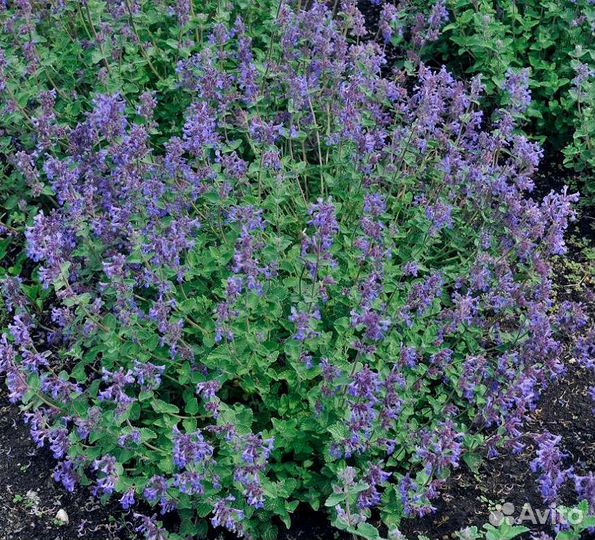 Многолетние цветы, травы