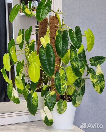 Philodendron Burle Marx Variegata Бурле Маркс фил