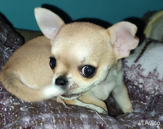Чихуа-хуа mini девочка
