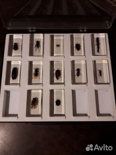 12 насекомых по 50руб за шт