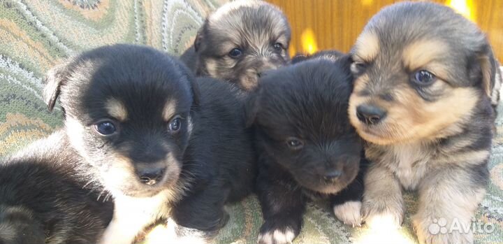 Щеночки бесплатно
