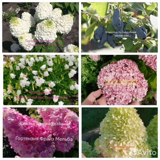 Многолетники