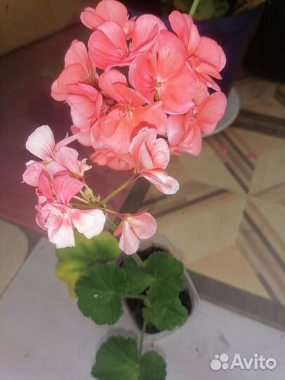 Пеларгония герань
