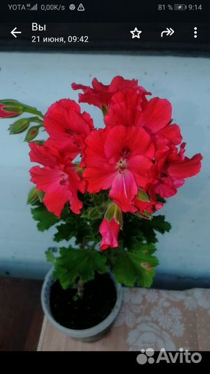 Укорененые черенки