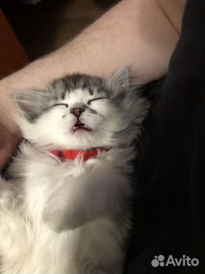 Кошка в дар бесплатно