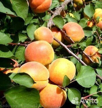Саженцы абрикос