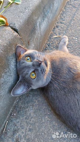 Русская голубая кошка