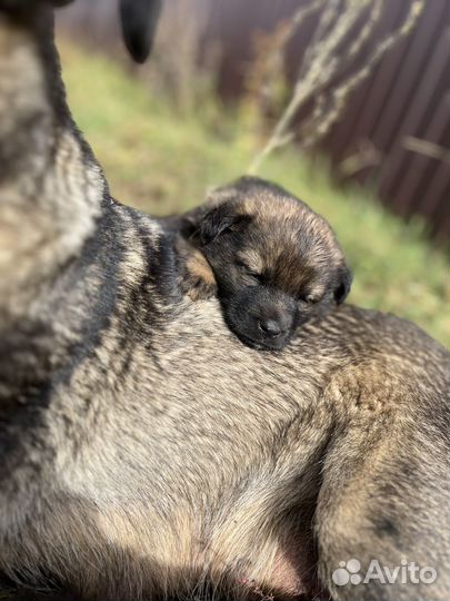 Щенки похожие на овчарят