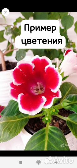 Фиалка, Каменная роза, Глоксиния