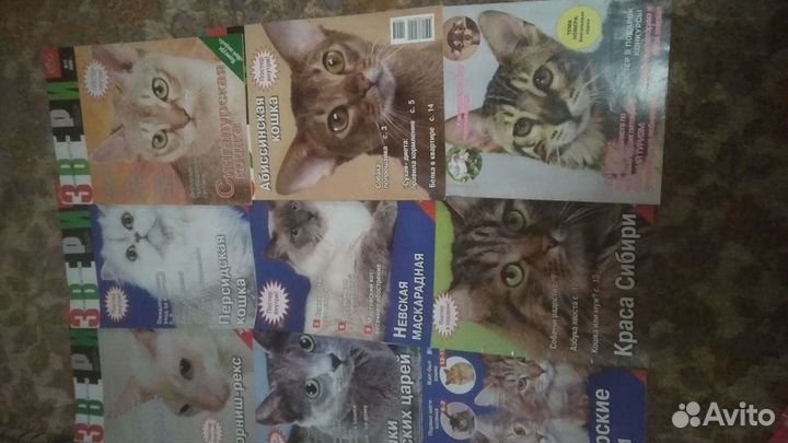 Любителям кошек