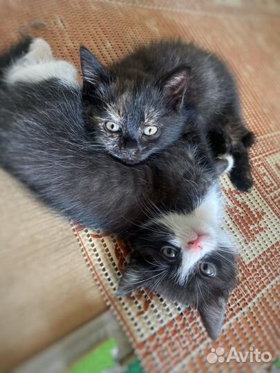 Отдам в добрые руки