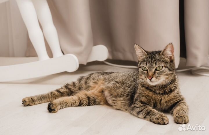 Кошка в добрые руки