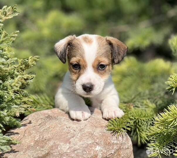Девочка джек рассел терьер
