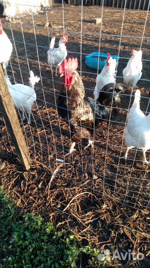 Молодые петухи