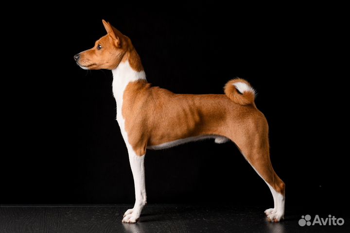 Басенджи вязка