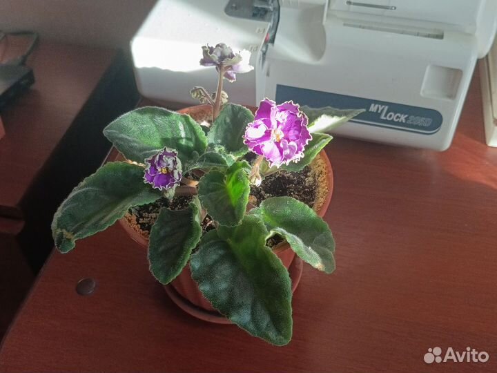 Сортовые фиалки цветущие