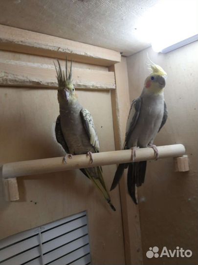 Попугай корелла с клеткой