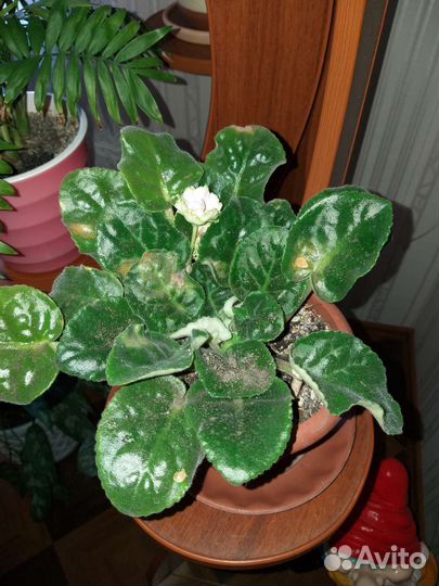 Фиалка в горшках