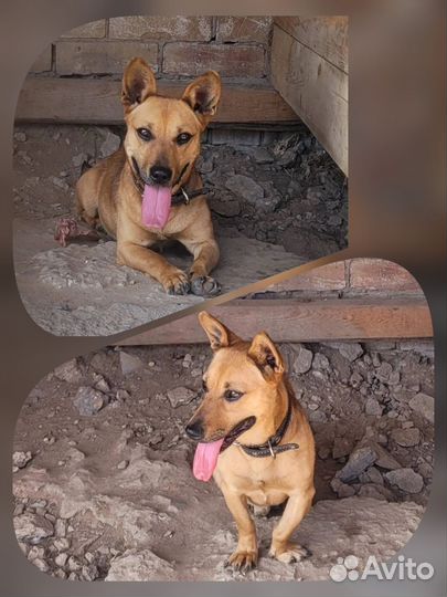 Пёсик коротколапик