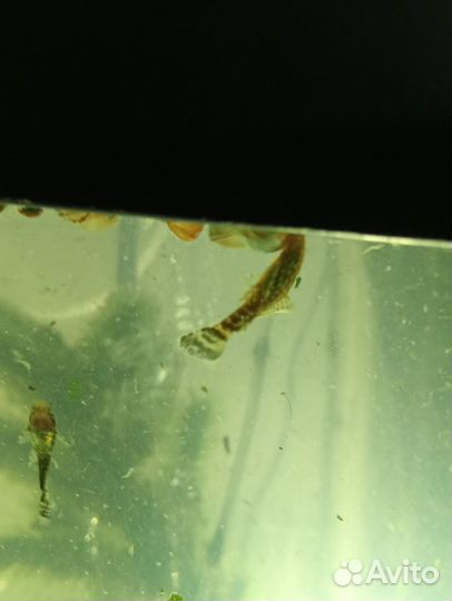 Рыбки аквариумные разные