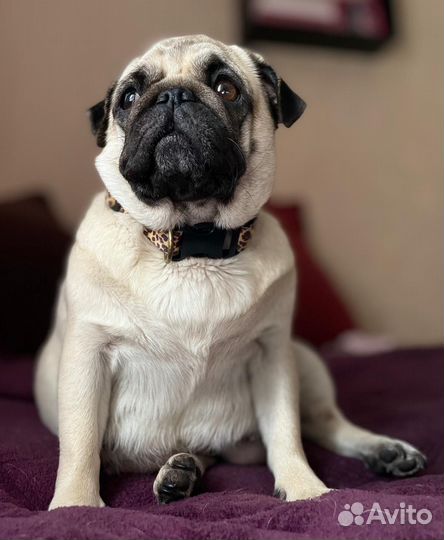 Щенки мопса