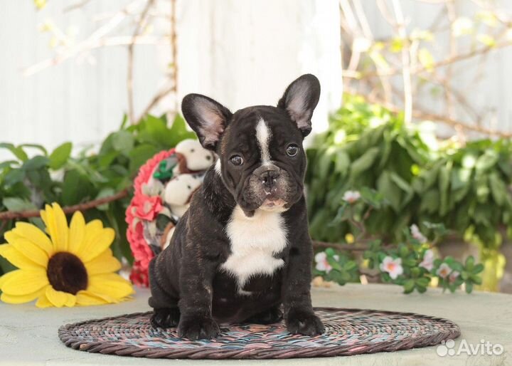 Щенки французского бульдога